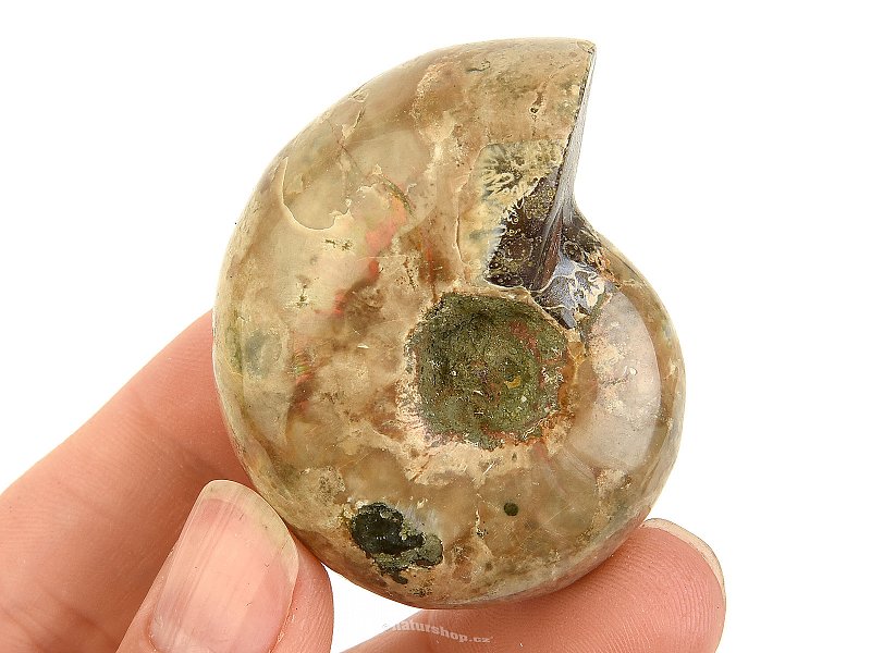Ammonite whole with opal luster from Madagascar 60g
