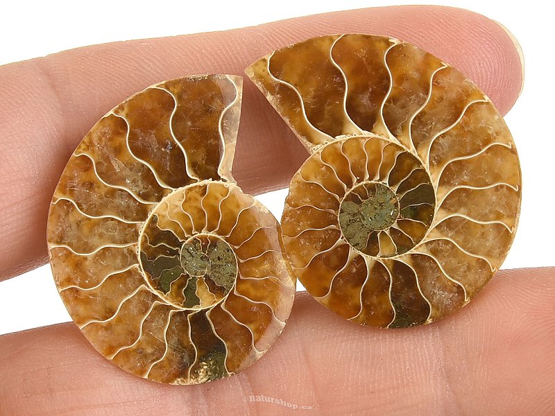 Ammonite pair from Madagascar 8g