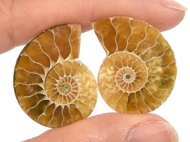 Ammonite Pair (6g)