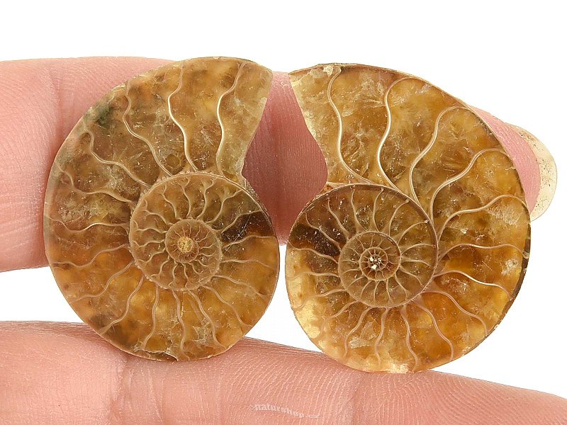 Ammonite select pair Madagascar 8g