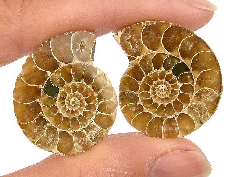 Ammonite pair from Madagascar (9g)
