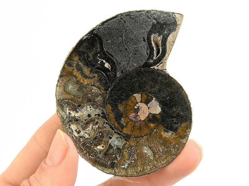 Amonit půlka z Madagaskaru 49g