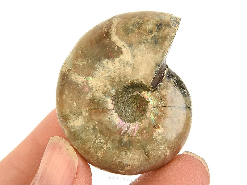 Ammonite whole with opal luster from Madagascar 40g