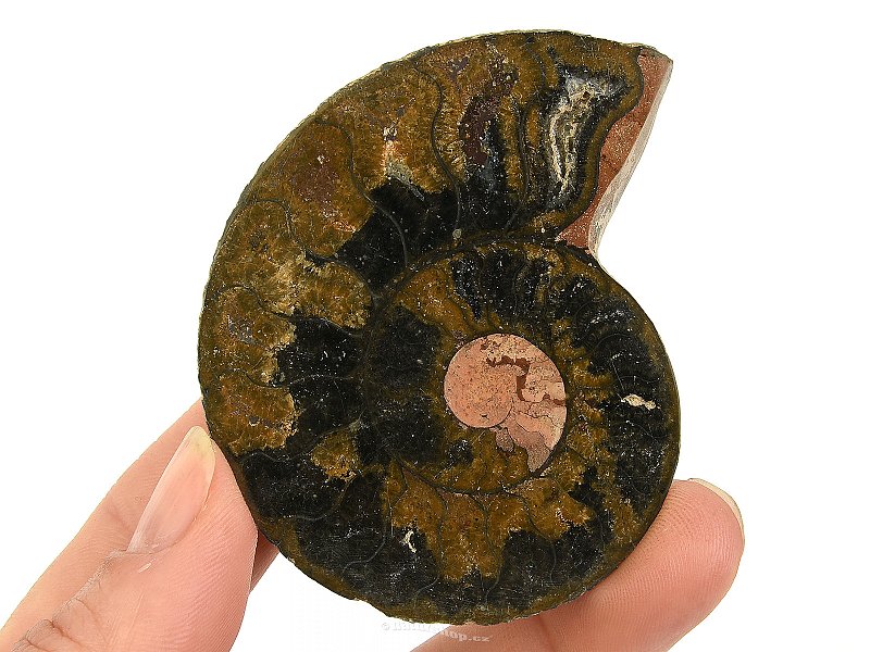 Amonit půlka z Madagaskaru 34g