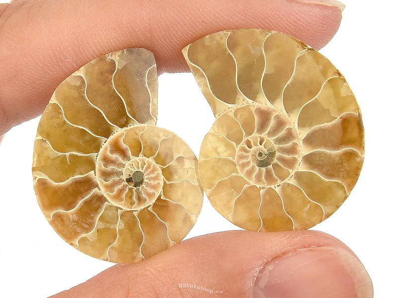 Ammonite pair for collectors (Madagascar) 6g