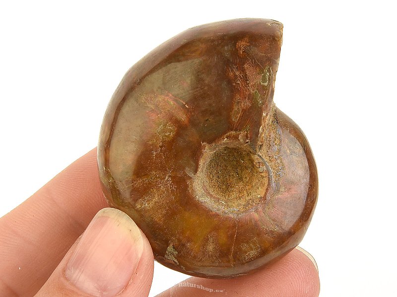 Ammonite whole with opal luster from Madagascar 64g