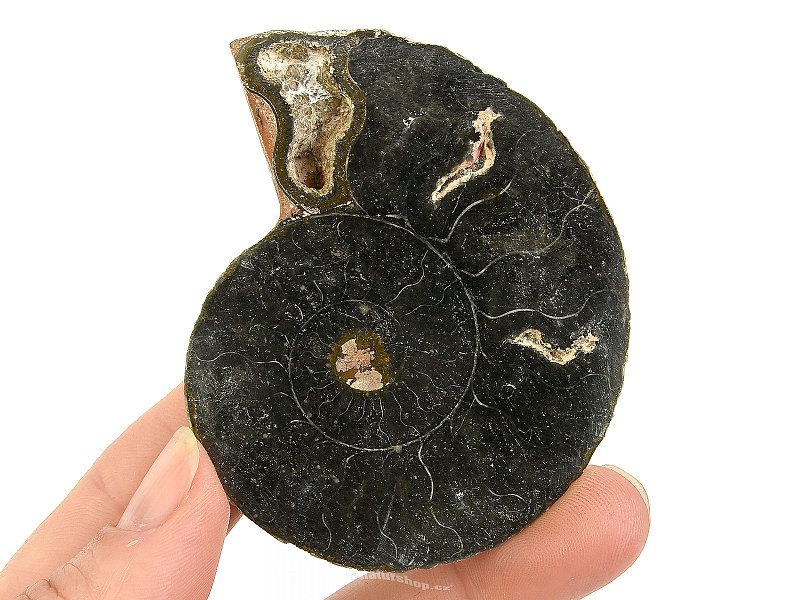 Ammonite half from Madagascar 41g