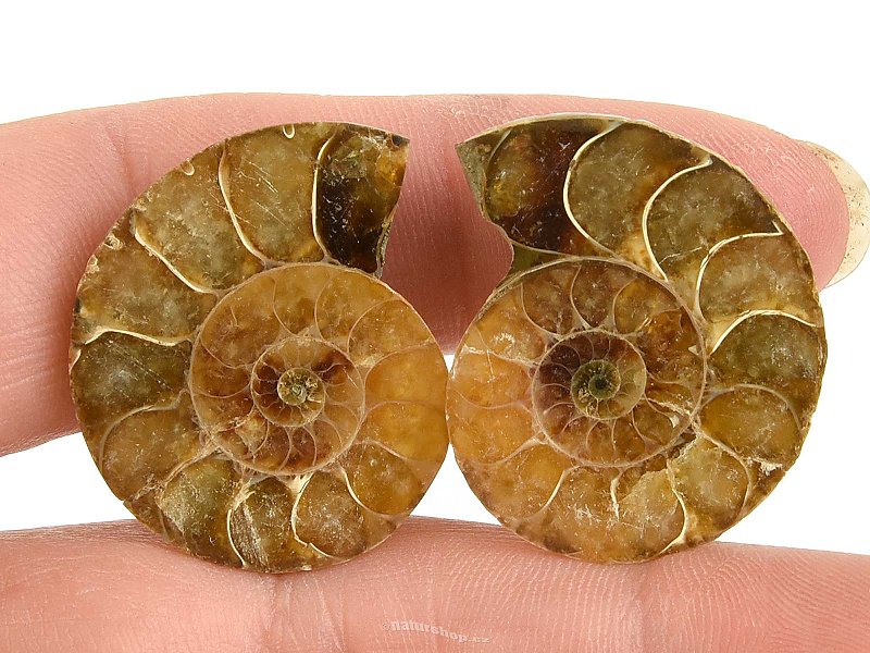 Ammonite selection pair 13g from Madagascar