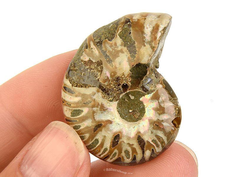 Ammonite whole with opal luster from Madagascar 16g