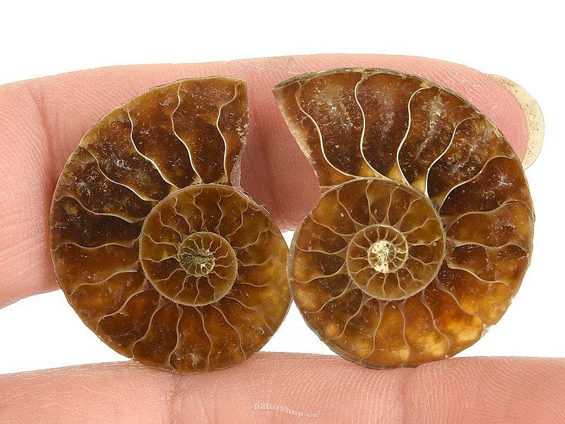 Ammonite selected pair (Madagascar) 8g