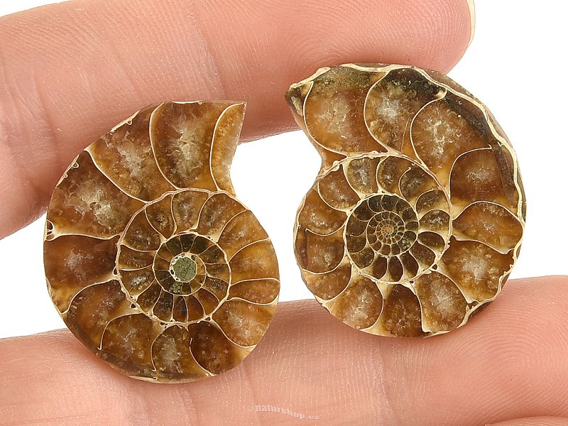 Ammonite pair from Madagascar 10g
