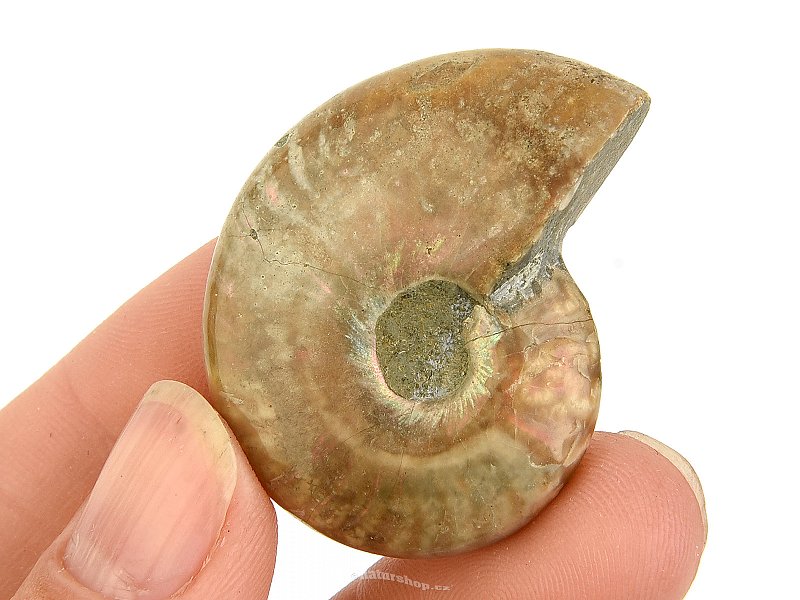 Ammonite whole with opal luster from Madagascar 17g
