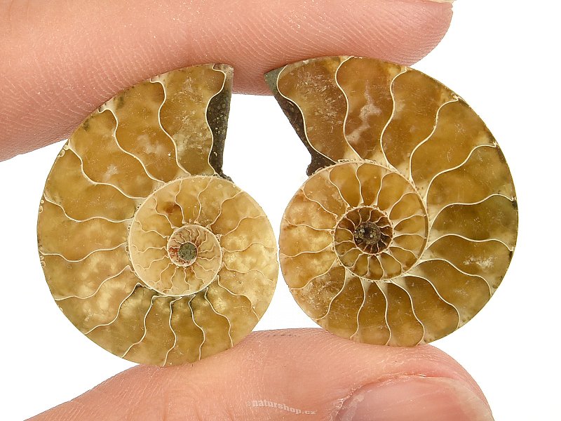 Ammonite pair 6g (Madagascar)
