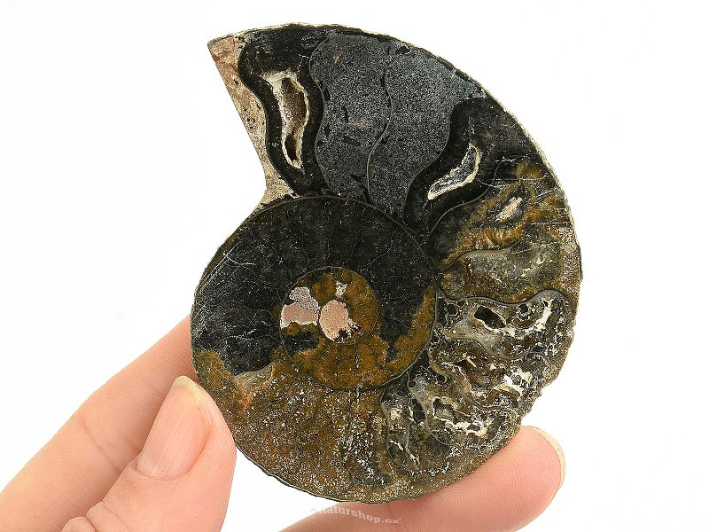 Amonit půlka z Madagaskaru 42g