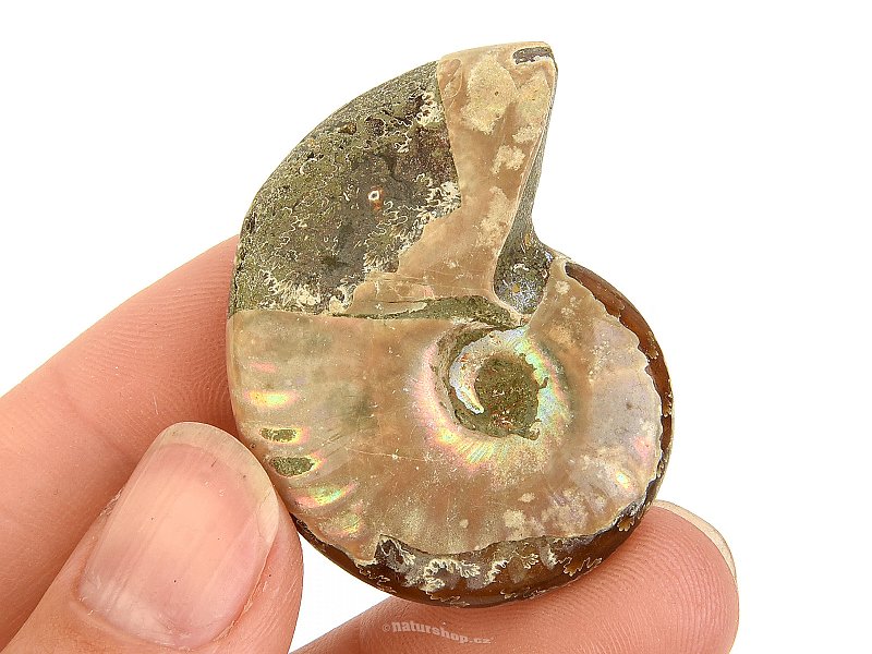 Ammonite whole with opal luster 16g from Madagascar