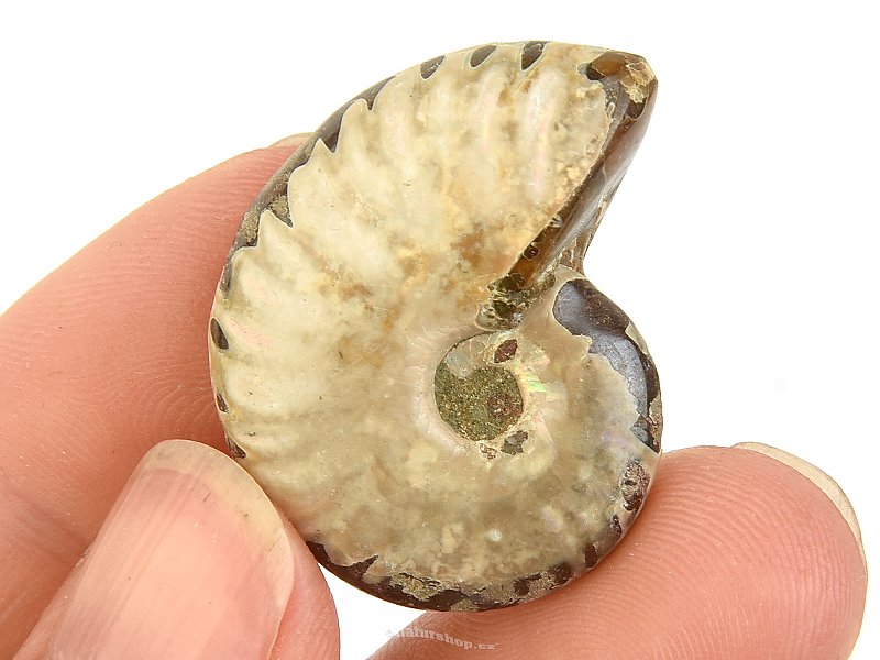 Fossil ammonite whole from Madagascar 9g