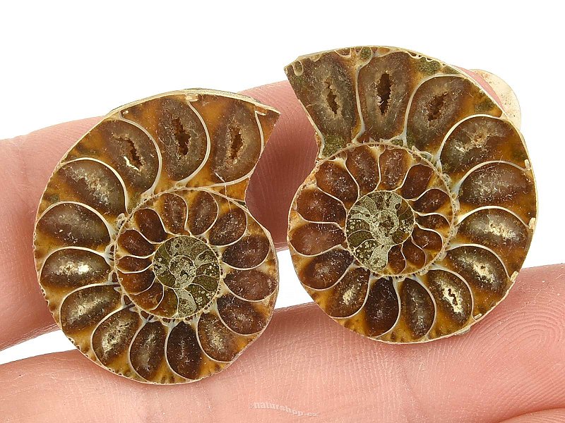 Ammonite selection pair from Madagascar 12g