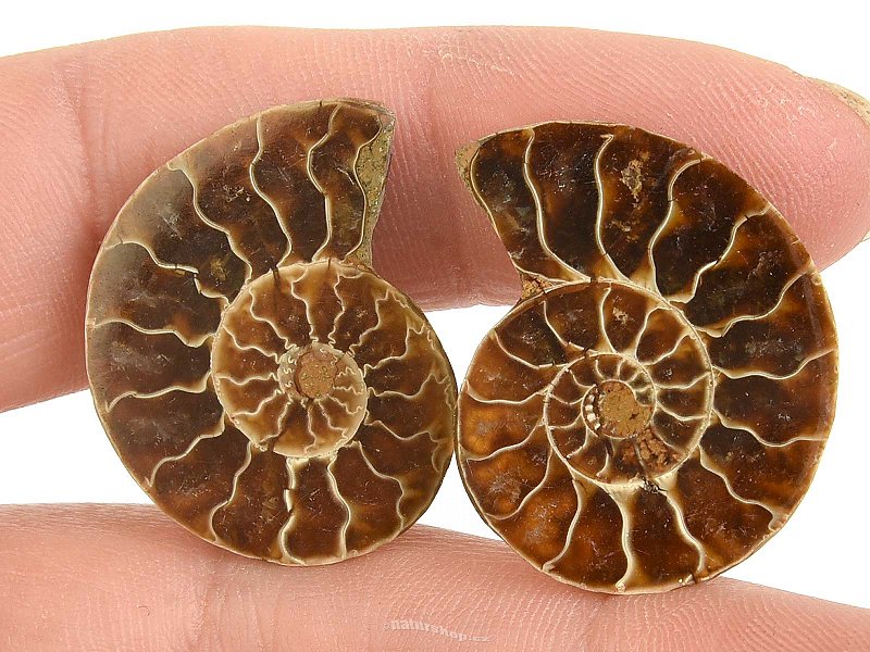 Ammonite selection pair 7g from Madagascar
