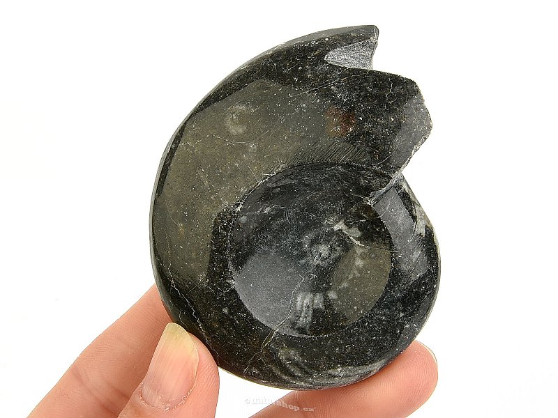 Goniatite fossil from Morocco 117g