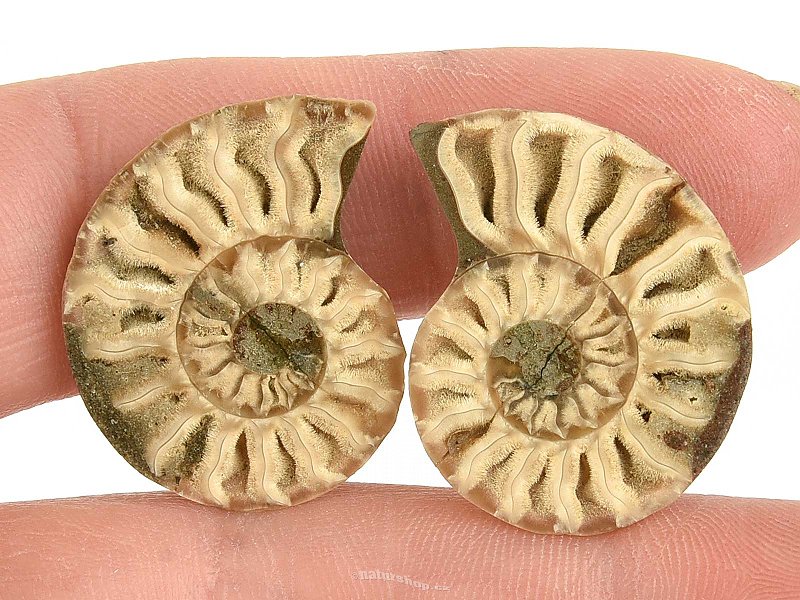Ammonite selection pair from Madagascar 5g