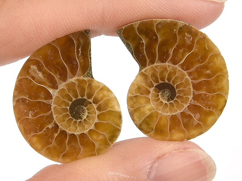Ammonite pair 6g Madagascar