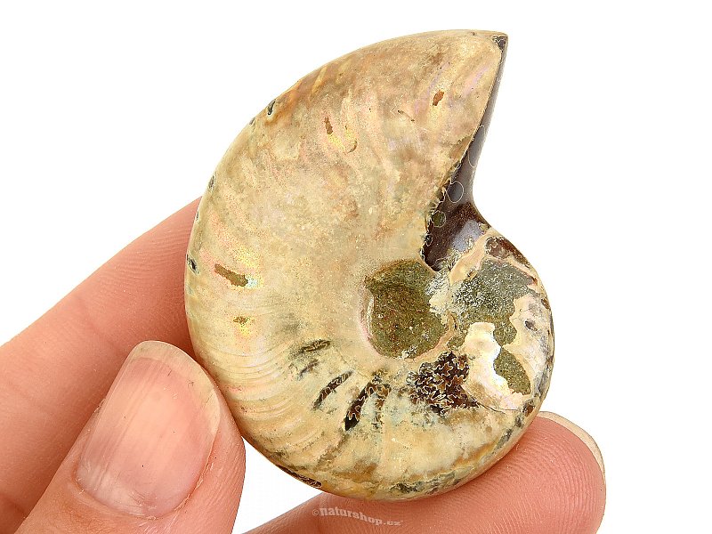 Amonit vcelku s opálovým leskem z Madagaskaru 23g