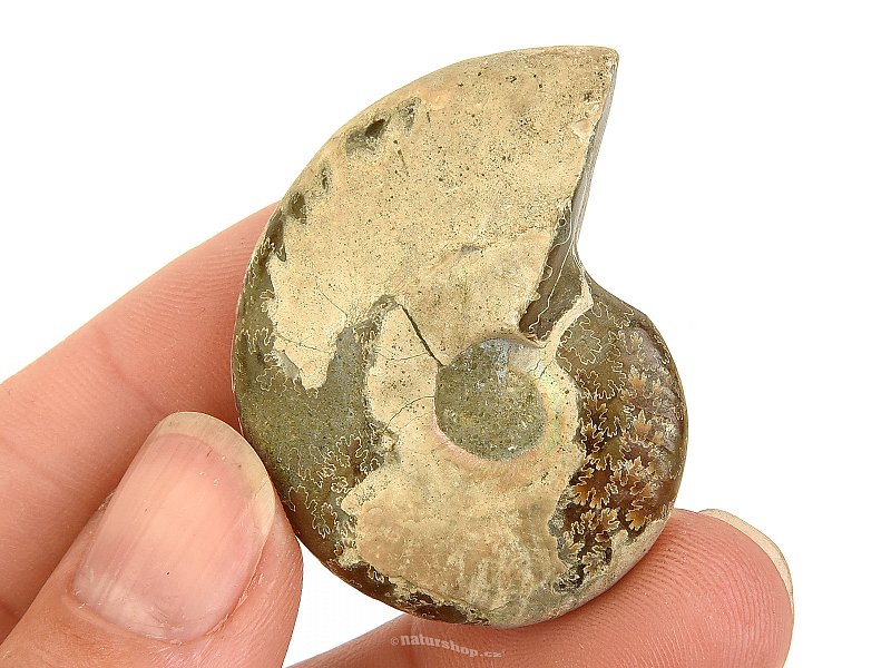 Fossil ammonite whole (Madagascar) 19g