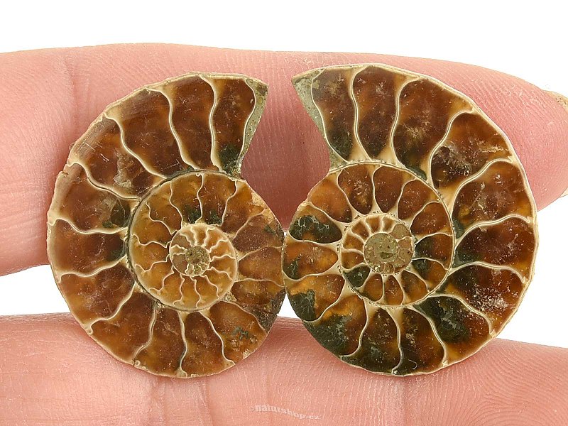 Ammonite selection pair from Madagascar 7g