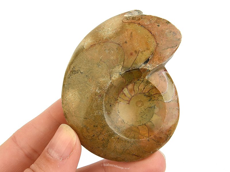 Goniatite fossil Morocco 94g