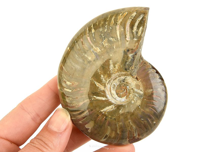 Ammonite whole with opal luster from Madagascar 164g