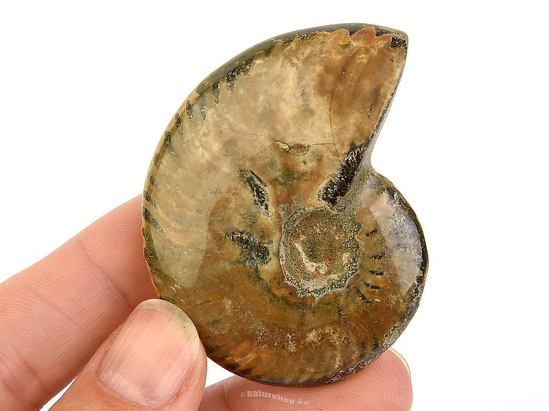 Ammonite whole with opal luster from Madagascar 52g
