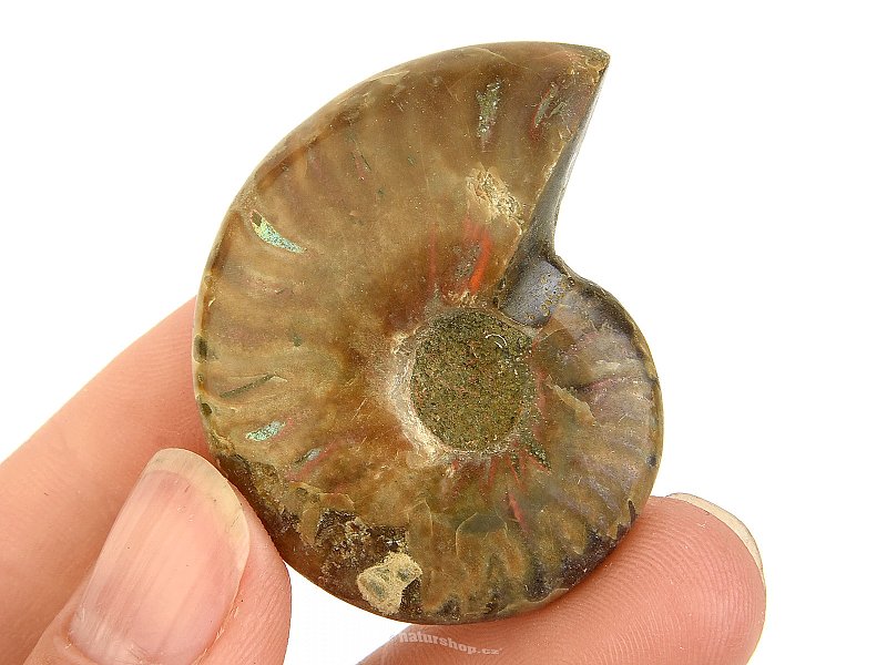 Ammonite whole with opal luster from Madagascar 22g