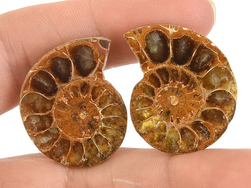Ammonite pair from Madagascar 11g