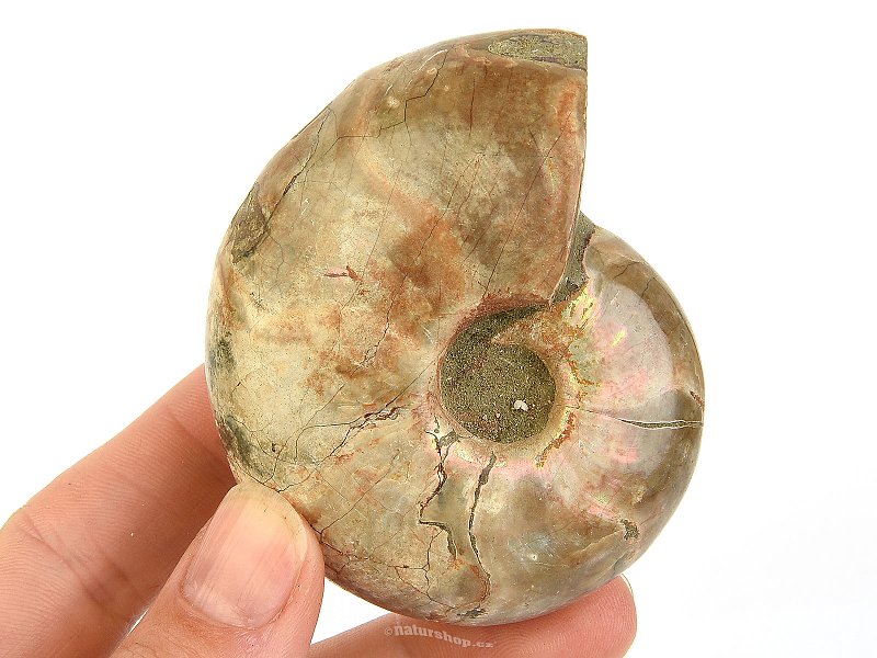 Whole ammonite with opal luster from Madagascar 170g