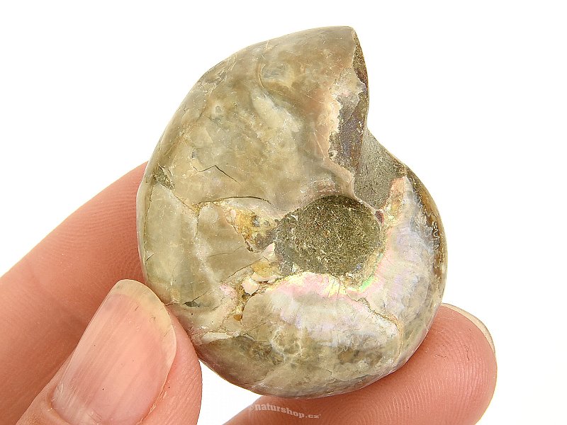 Ammonite whole with opal luster from Madagascar 26g