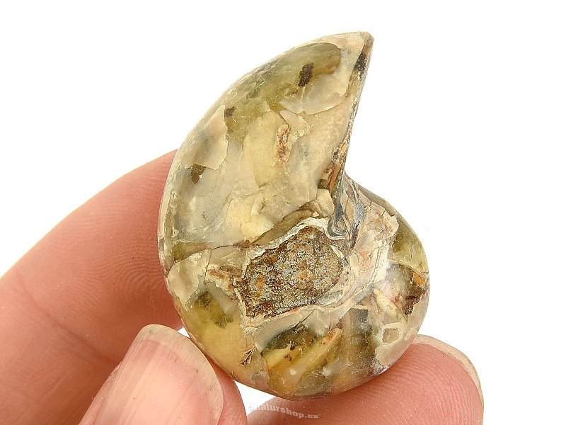 Amonit vcelku s opálovým leskem z Madagaskaru 25g