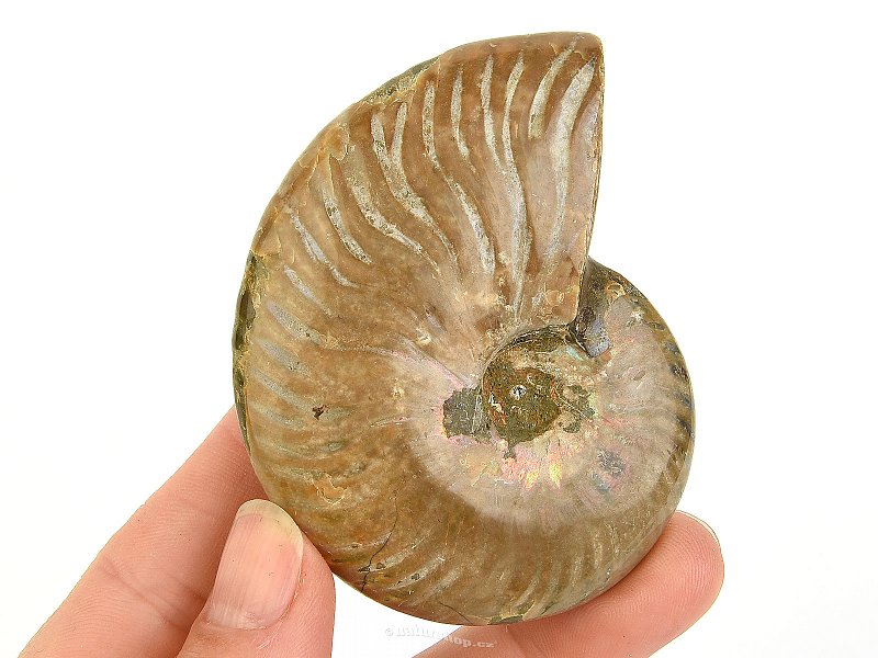Whole ammonite with opal luster from Madagascar 105g