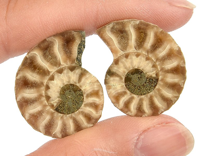 Ammonite pair 6g