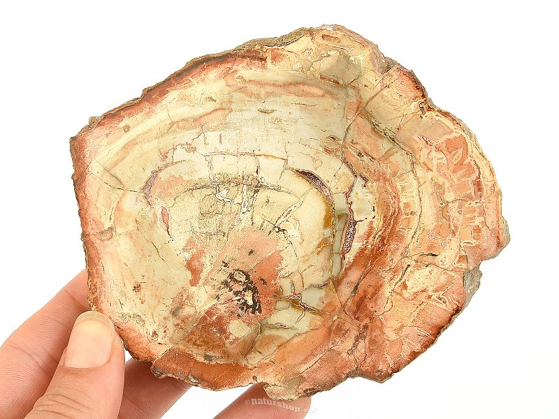 Petrified wood slice from Madagascar 287g