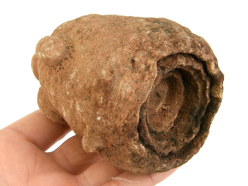 Fossilized stromatolite Morocco 555g