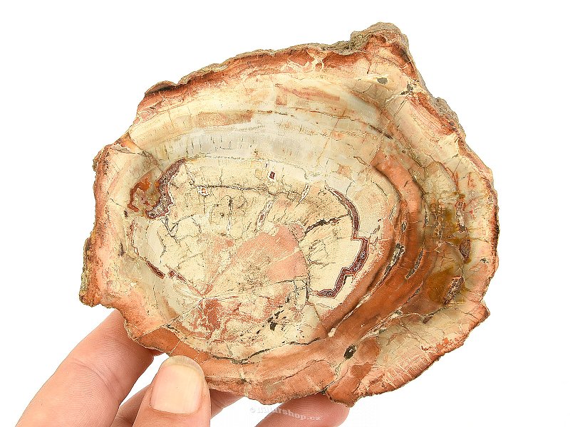 Petrified wood slice from Madagascar 269g