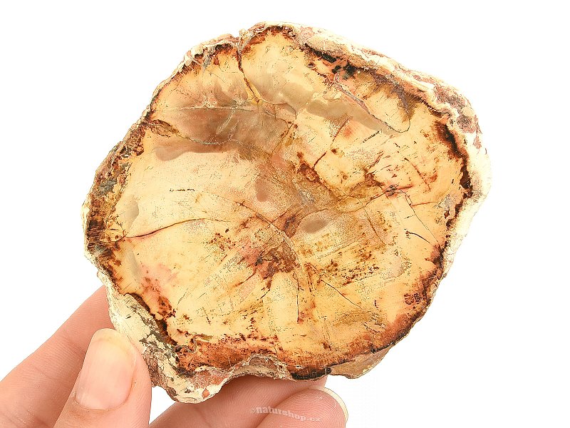 Zkamenělé dřevo plátek z Madagaskaru 125g