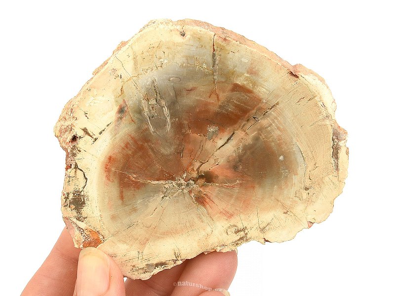 Zkamenělé dřevo plátek z Madagaskaru 156g