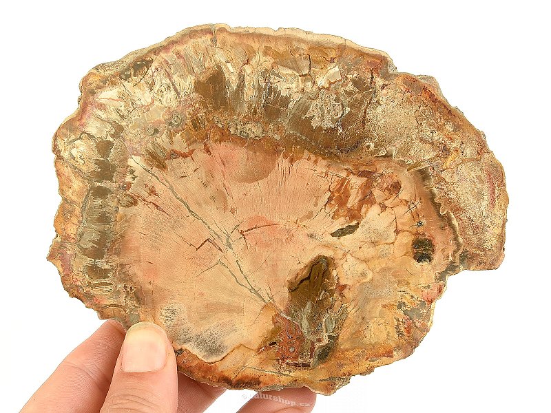 Zkamenělé dřevo plátek z Madagaskaru 428g