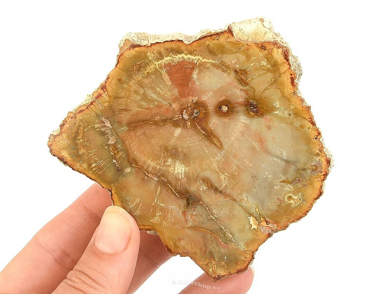Petrified wood slice 210g from Madagascar