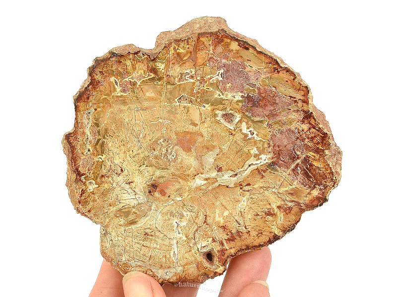 Petrified wood slice from Madagascar 210g