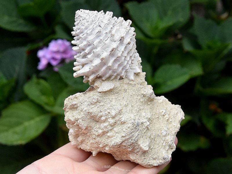 Decorative shell conglomerate 282g