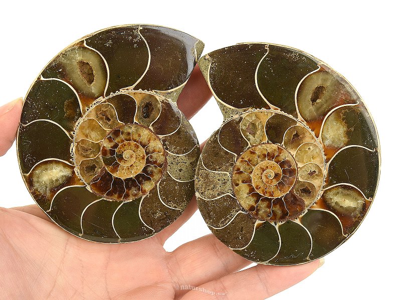 A pair of ammonites from Madagascar 307g