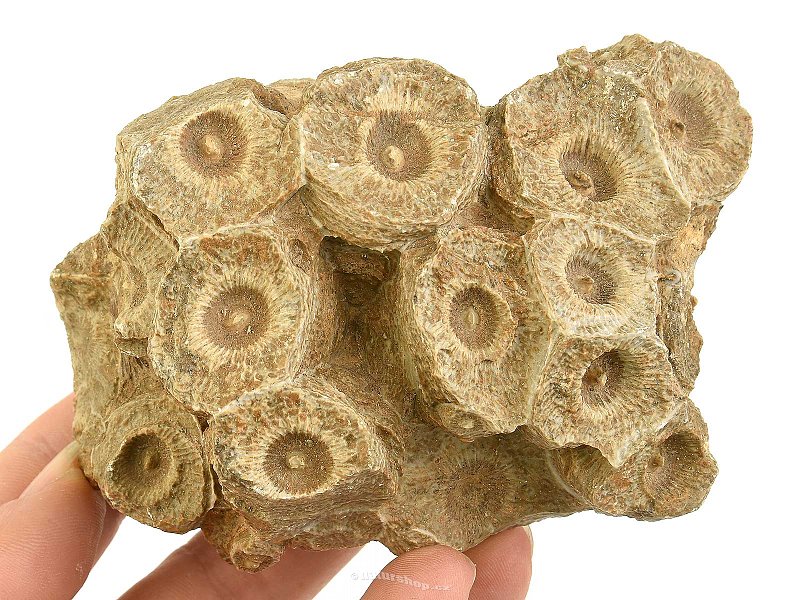 Korál fosilní z Maroka 381g