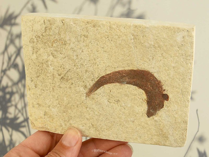 Ryba fosilní Knightia alta (USA) 273g